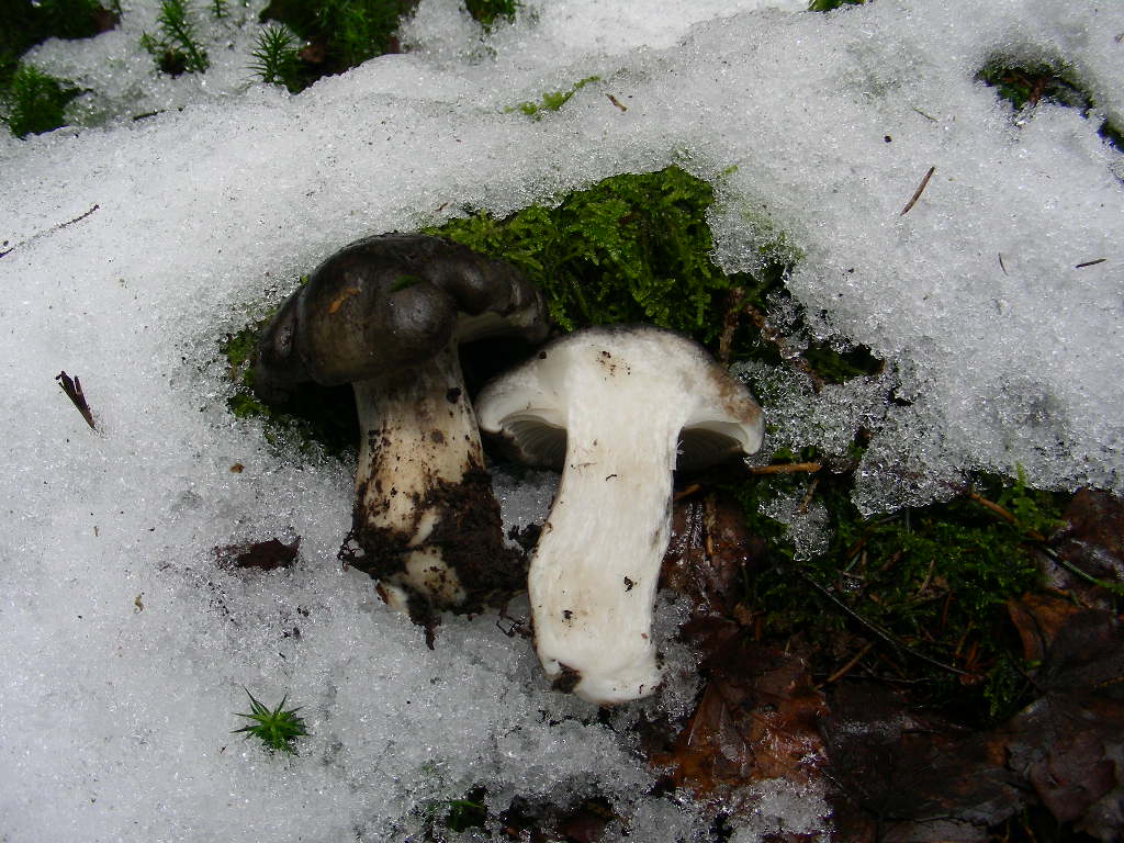 Chi cerca ...trova (Hygrophorus marzuolus)